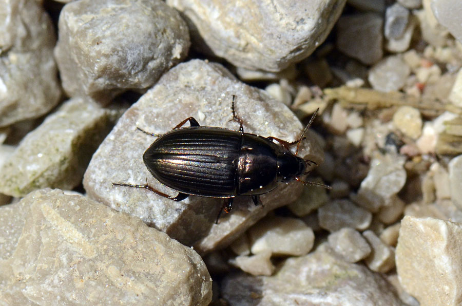 altro piccolo Carabide: Amara aenea